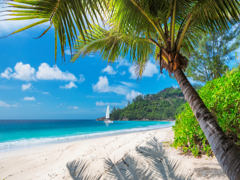 Beach and a coconut tree