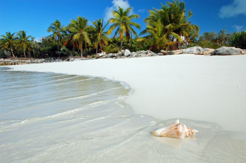 Washed up shell on tropical beach