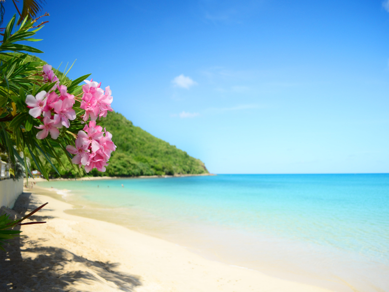 Beach with flower